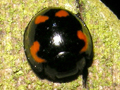 Exochomus quadripustulatus